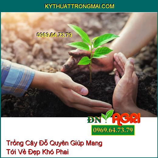 Trồng Cây Đỗ Quyên Giúp Mang Tới Vẻ Đẹp Khó Phai