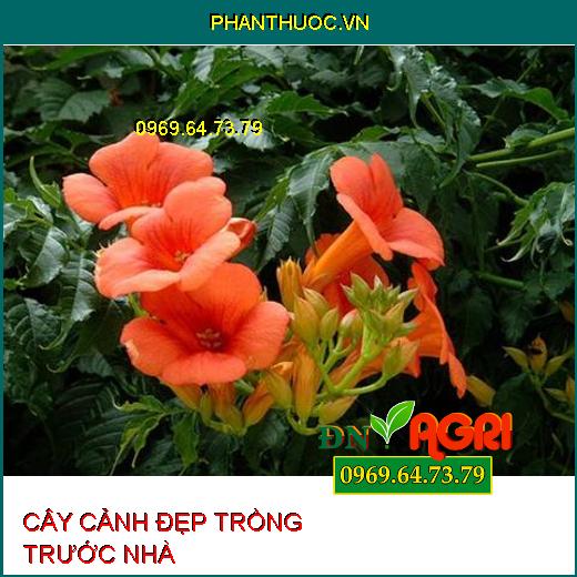 3 loại cây đẹp có thể trồng trước sân vườn cần “xin phép” hàng xóm trước khi có thể trồng