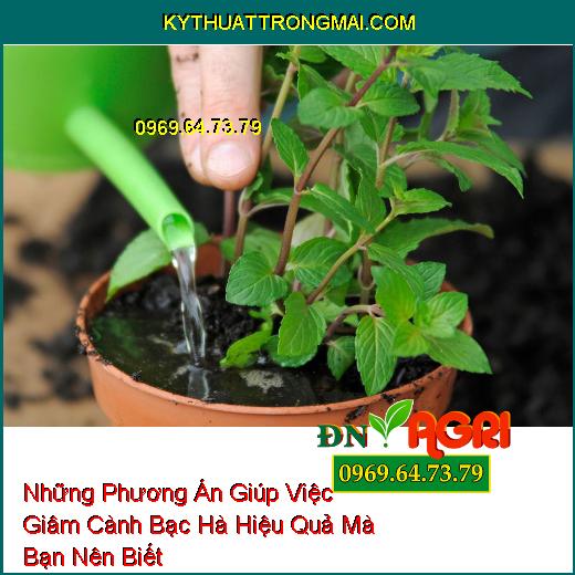 Những Phương Án Giúp Việc Giâm Cành Bạc Hà Hiệu Quả Mà Bạn Nên Biết