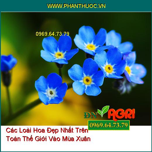 Các Loài Hoa Đẹp Nhất Trên Toàn Thế Giới Vào Mùa Xuân