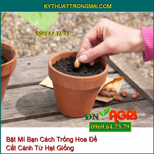 Bật Mí Bạn Cách Trồng Hoa Để Cắt Cành Từ Hạt Giống