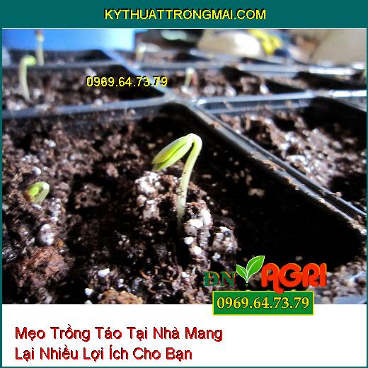 Mẹo Trồng Táo Tại Nhà Mang Lại Nhiều Lợi Ích Cho Bạn