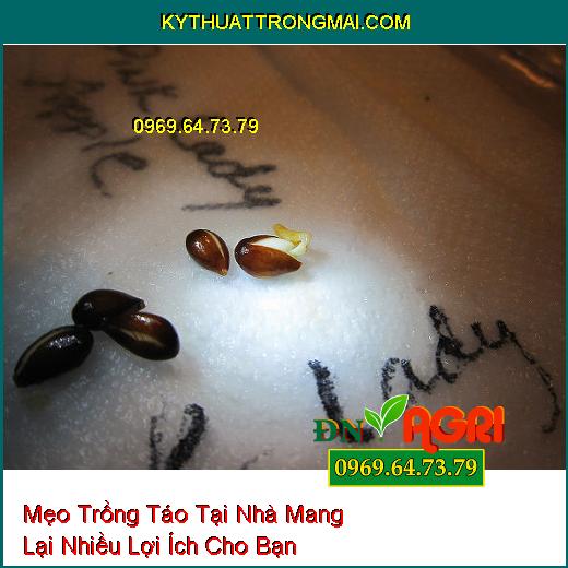 Mẹo Trồng Táo Tại Nhà Mang Lại Nhiều Lợi Ích Cho Bạn