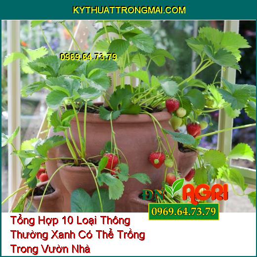 Tổng Hợp 10 Loại Thông Thường Xanh Có Thể Trồng Trong Vườn Nhà