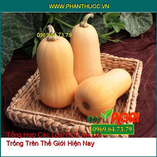 Tổng Hợp Các Loại Bí Được Ưa Trồng Trên Thế Giới Hiện Nay