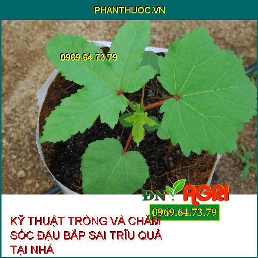 KỸ THUẬT TRỒNG VÀ CHĂM SÓC ĐẬU BẮP SAI TRĨU QUẢ TẠI NHÀ