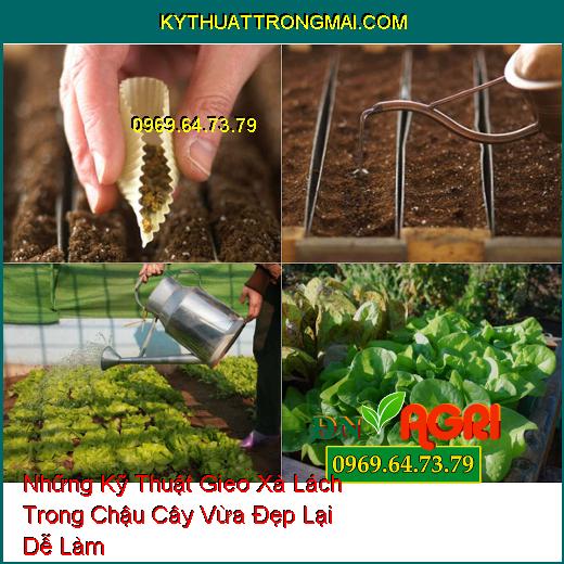 Những Kỹ Thuật Gieo Xà Lách Trong Chậu Cây Vừa Đẹp Lại Dễ Làm