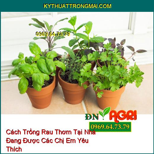 Cách Trồng Rau Thơm Tại Nhà Đang Được Các Chị Em Yêu Thích