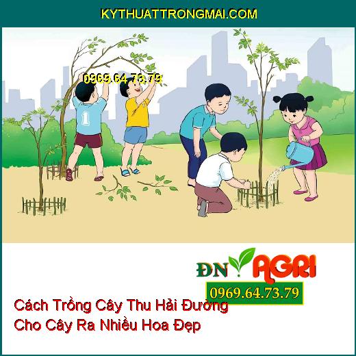 Cách Trồng Cây Thu Hải Đường Cho Cây Ra Nhiều Hoa Đẹp