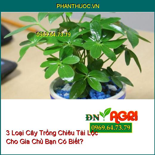 3 Loại Cây Trồng Chiêu Tài Lộc Cho Gia Chủ Bạn Có Biết?