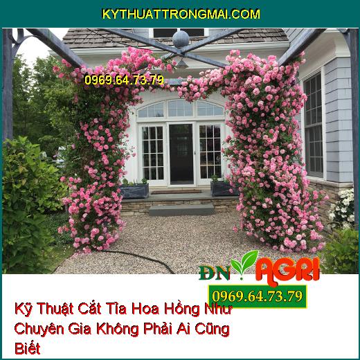 Kỹ Thuật Cắt Tỉa Hoa Hồng Như Chuyên Gia Không Phải Ai Cũng Biết