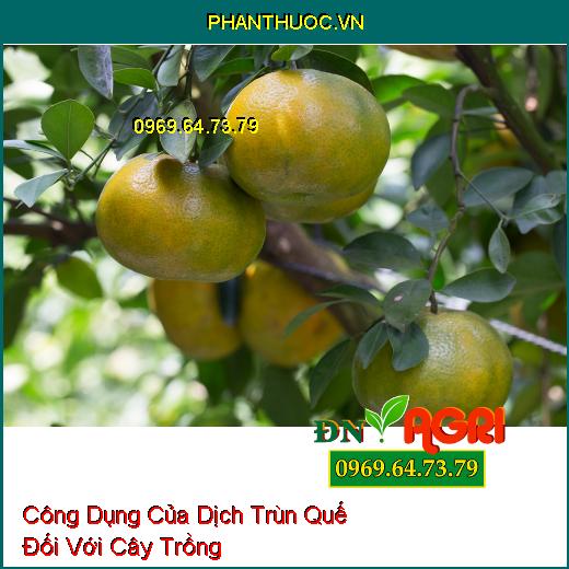 Công Dụng Của Dịch Trùn Quế Đối Với Cây Trồng