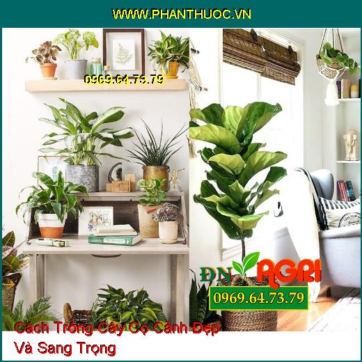 Cách Trồng Cây Cọ Cảnh Đẹp Và Sang Trọng