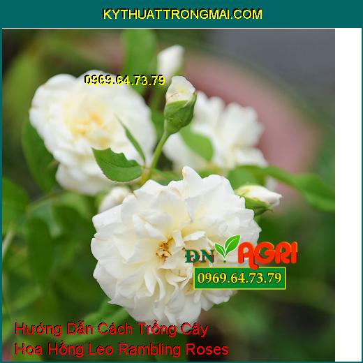 Hướng Dẫn Cách Trồng Cây Hoa Hồng Leo Rambling Roses