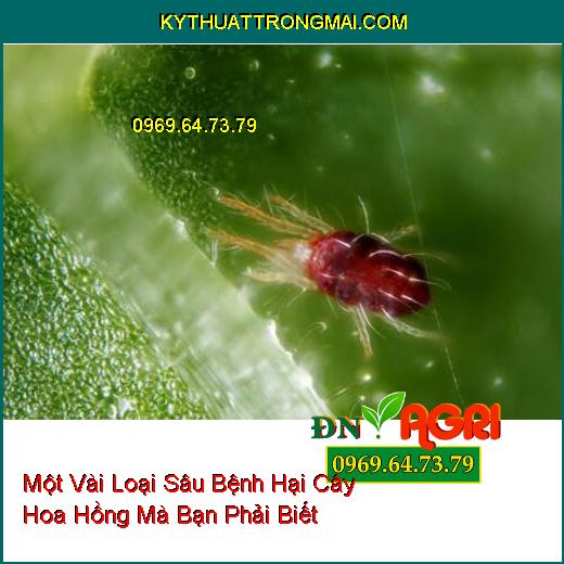 Một Vài Loại Sâu Bệnh Hại Cây Hoa Hồng Mà Bạn Phải Biết Để Phòng Ngừa