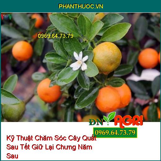 Kỹ Thuật Chăm Sóc Cây Quất Sau Tết Giữ Lại Chưng Năm Sau