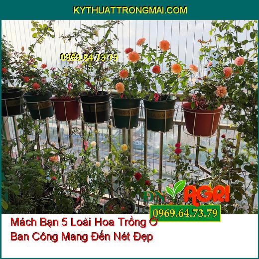 Mách Bạn 5 Loài Hoa Trồng Ở Ban Công Mang Đến Nét Đẹp Cho Vườn Nhà Bạn