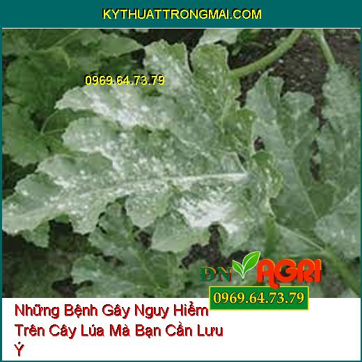 Những Bệnh Gây Nguy Hiểm Trên Cây Lúa Mà Bạn Cần Lưu Ý