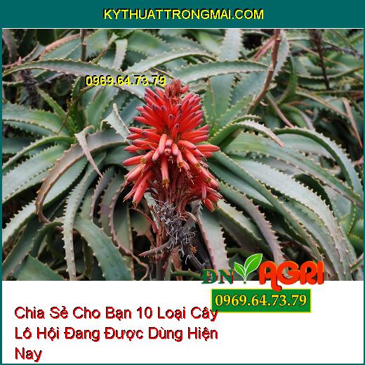 Chia Sẻ Cho Bạn 10 Loại Cây Lô Hội Đang Được Dùng Hiện Nay