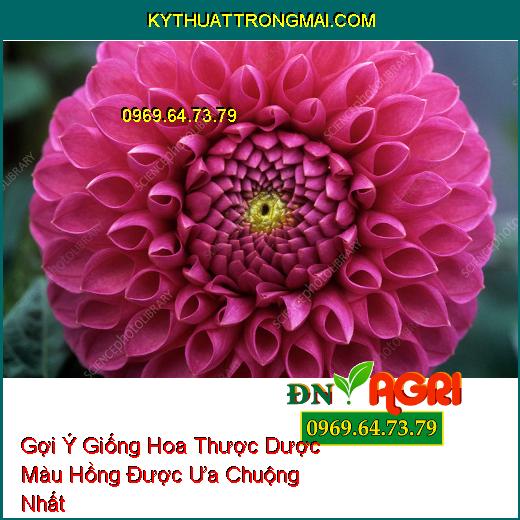 Gợi Ý Giống Hoa Thược Dược Màu Hồng Được Ưa Chuộng Nhất