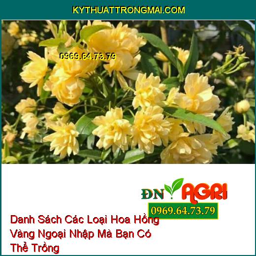 Danh Sách Các Loại Hoa Hồng Vàng Ngoại Nhập Mà Bạn Có Thể Trồng  