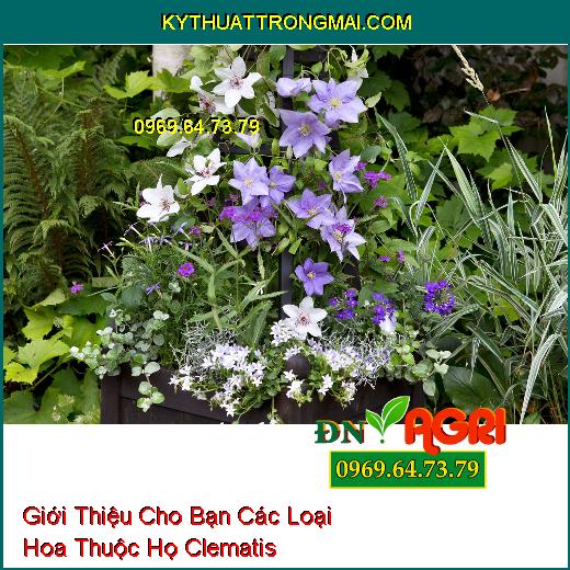 Giới Thiệu Cho Bạn Các Loại Hoa Thuộc Họ Clematis