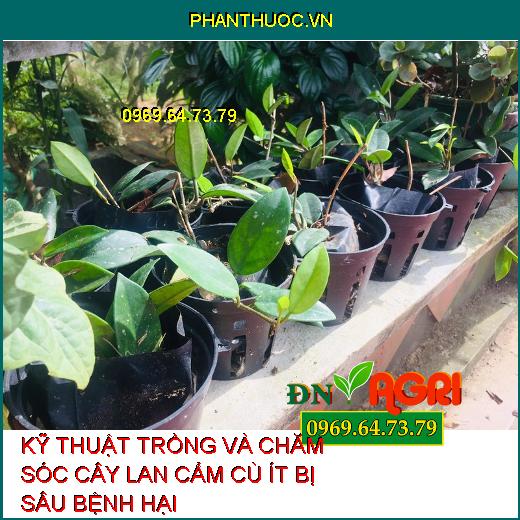 KỸ THUẬT TRỒNG VÀ CHĂM SÓC CÂY LAN CẨM CÙ ÍT BỊ SÂU BỆNH HẠI