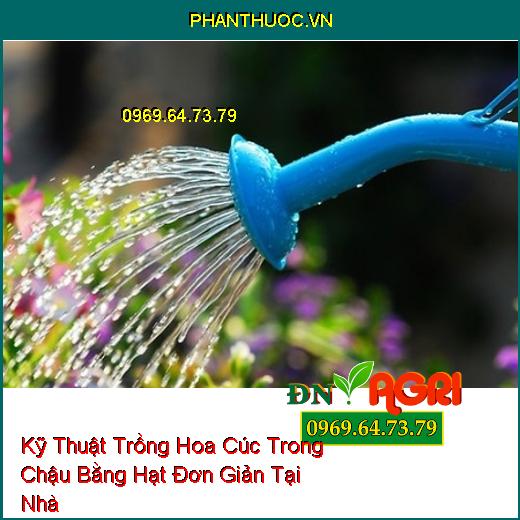 Kỹ Thuật Trồng Hoa Cúc Trong Chậu Bằng Hạt Đơn Giản Tại Nhà