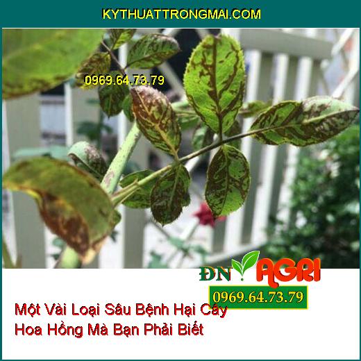 Một Vài Loại Sâu Bệnh Hại Cây Hoa Hồng Mà Bạn Phải Biết Để Phòng Ngừa