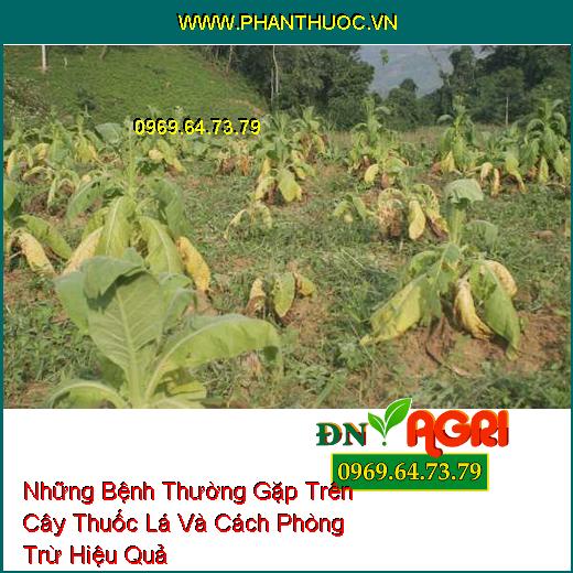 Những Bệnh Thường Gặp Trên Cây Thuốc Lá Và Cách Phòng Trừ Hiệu Quả