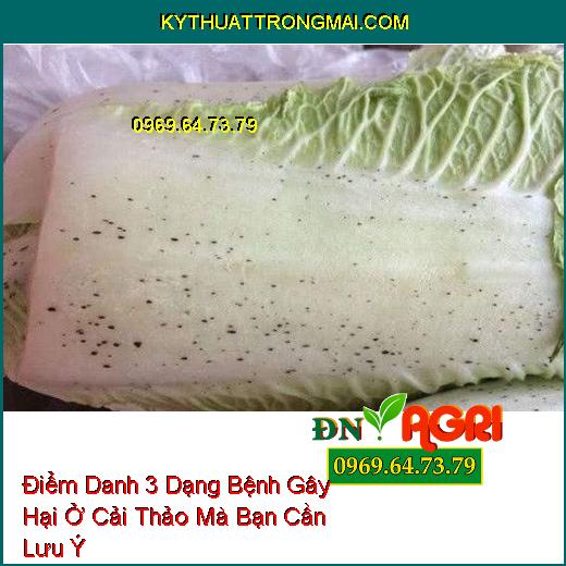 Điểm Danh 3 Dạng Bệnh Gây Hại Ở Cải Thảo Mà Bạn Cần Lưu Ý