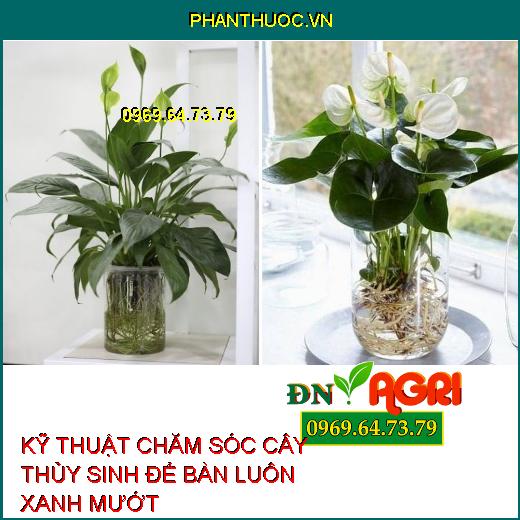 KỸ THUẬT CHĂM SÓC CÂY THỦY SINH ĐỂ BÀN LUÔN XANH MƯỚT