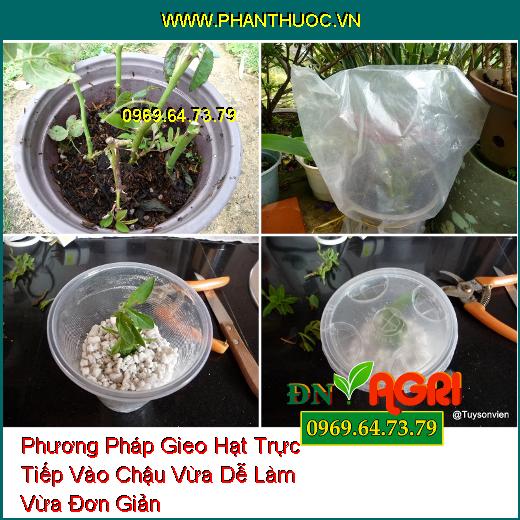 Phương Pháp Gieo Hạt Trực Tiếp Vào Chậu Vừa Dễ Làm Vừa Đơn Giản