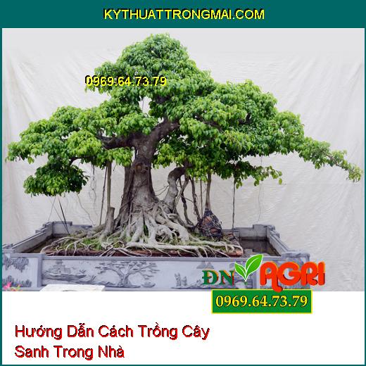 Hướng Dẫn Cách Trồng Cây Sanh Trong Nhà Tạo Nên Không Gian Sống Xanh Mát