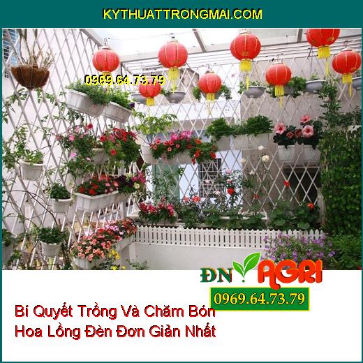 Bí Quyết Trồng Và Chăm Bón Hoa Lồng Đèn Đơn Giản Nhất