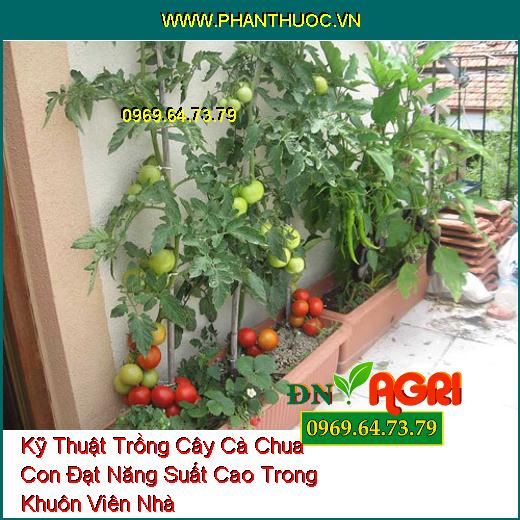 Kỹ Thuật Trồng Cây Cà Chua Con Đạt Năng Suất Cao Trong Khuôn Viên Nhà