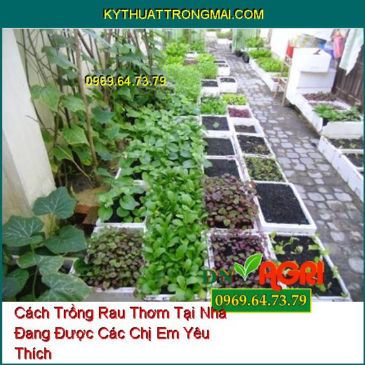 Cách Trồng Rau Thơm Tại Nhà Đang Được Các Chị Em Yêu Thích