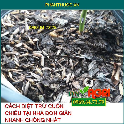 CÁCH DIỆT TRỪ CUỐN CHIẾU TẠI NHÀ ĐƠN GIẢN NHANH CHÓNG NHẤT