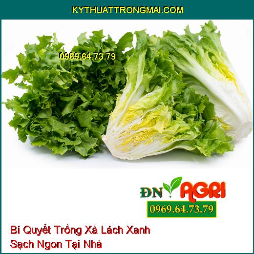 Bí Quyết Trồng Xà Lách Xanh Sạch Ngon Tại Nhà