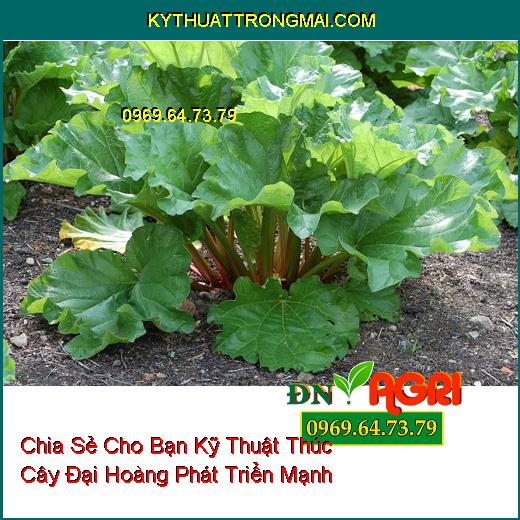 Chia Sẻ Cho Bạn Kỹ Thuật Thúc Cây Đại Hoàng Phát Triển Mạnh