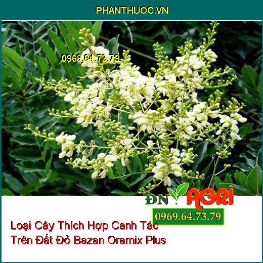 10 Loại Cây Thích Hợp Canh Tác Trên Đất Đỏ Bazan Oramix Plus