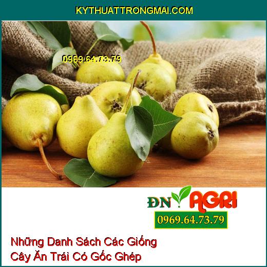 Những Danh Sách Các Giống Cây Ăn Trái Có Gốc Ghép Mà Bạn Nên Biết