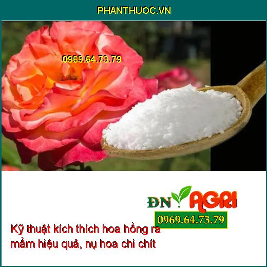 Những kỹ thuật kích thích hoa hồng ra mầm hiệu quả, nụ hoa chi chít