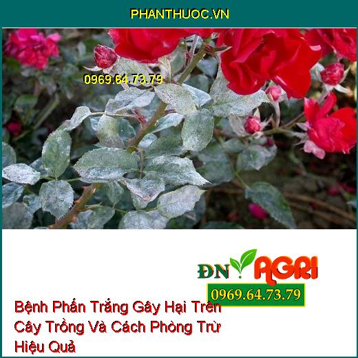 Bệnh Phấn Trắng Gây Hại Trên Cây Trồng Và Cách Phòng Trừ Hiệu Quả