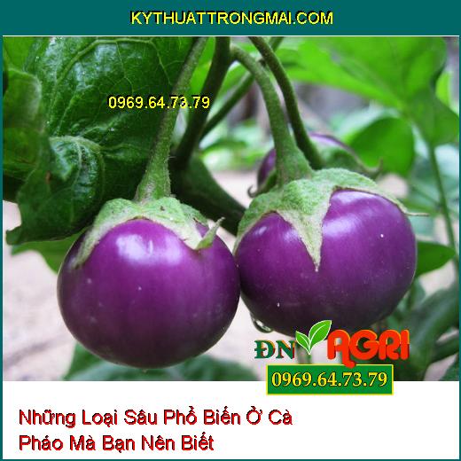 Những Loại Sâu Phổ Biến Ở Cà Pháo Mà Bạn Nên Biết