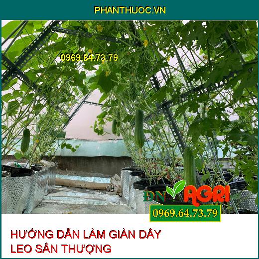 HƯỚNG DẪN LÀM GIÀN DÂY LEO SÂN THƯỢNG VÀ CÁCH CHĂM BÓN CÂY LEO GIÀN