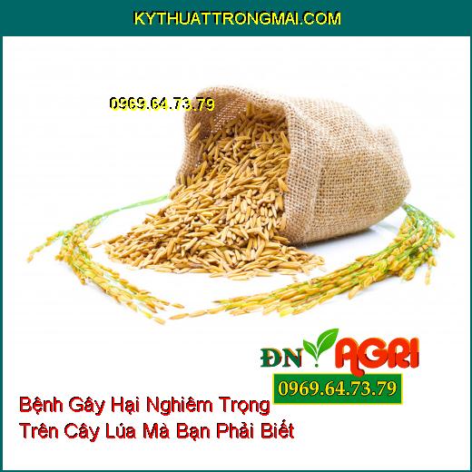 Bệnh Gây Hại Nghiêm Trọng Trên Cây Lúa Mà Bạn Phải Biết