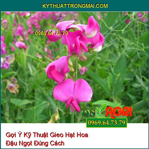 Gợi Ý Kỹ Thuật Gieo Hạt Hoa Đậu Ngọt Đúng Cách