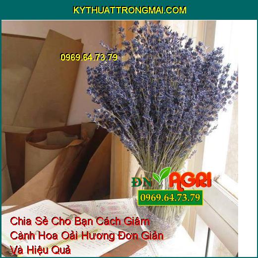 Chia Sẻ Cho Bạn Cách Giâm Cành Hoa Oải Hương Đơn Giản Và Hiệu Quả