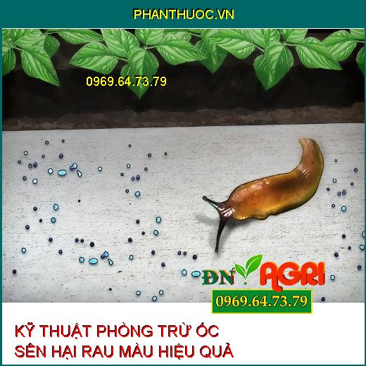 KỸ THUẬT PHÒNG TRỪ ỐC SÊN HẠI RAU MÀU HIỆU QUẢ